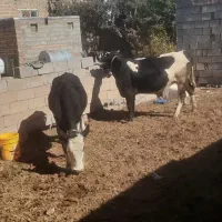 گاو|حیوانات مزرعه|بستان آباد, |دیوار