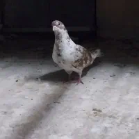 کبوتر پرشی
