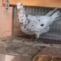 کفتر کبوتر هفترنگ