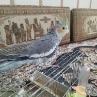 عروس هلندی گمشده