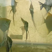 فروش انواع ماهی زینتی|ماهی|شیراز, جمال آباد|دیوار