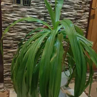 گلهای بزرگ مخصوص سالنها