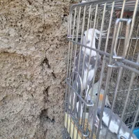 عروس هلندی وات فیس|پرنده|اندیشه, اندیشه فاز ۵|دیوار