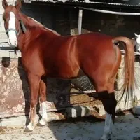 مادیان دره شوری