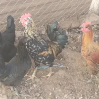 فروش فوری خروس