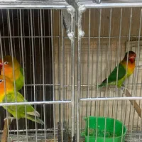 انواع پرنده های خانگی|پرنده|اصفهان, درب سیبه علیا|دیوار