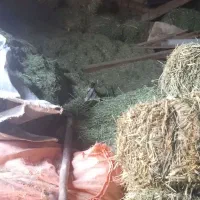 گل ینجه چین 4|حیوانات مزرعه|بن, |دیوار