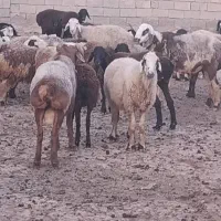 گوسفند داشتی|حیوانات مزرعه|فراشبند, |دیوار