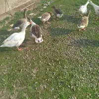 غاز محلی جوان