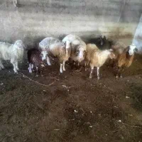 فروش فوری گوسفند