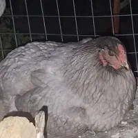 تخم مرغ سبز و آبی نژاد آیسبار و مکنزی|حیوانات مزرعه|تهران, مرادآباد|دیوار