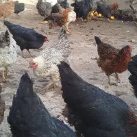 مرغ سیاه محلی