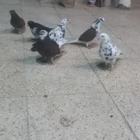 ۶تا غریبگیری همه از هم بهترن