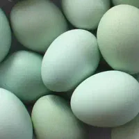 مرغ و خروس لاکندزی وابریشمی کوپال اصل