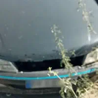 پرشیامشکی۱۳۸۱
