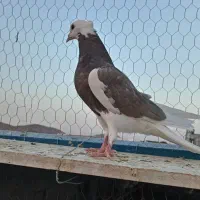 جوجه شازده
