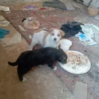 واگذاری سه عدد توله نر و یک ماده