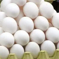 تخم مرغ شرکتی تازه قیمت ویژه