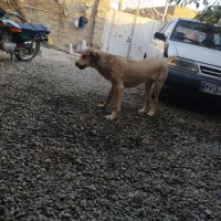 توله 8ماهه توله تبر قهرمان وحیدعباسی|سگ|همدان, |دیوار