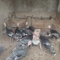 بوغلمون