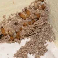 سم پاشی موریانه وسوسک با ضمانت نامه کتبی(حسنوند)