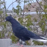 دمسفید مغلف ۲پر