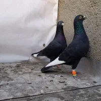 کبوتر رنگی|پرنده|قزوین, |دیوار