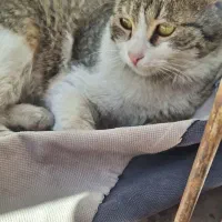 واگذاری گربه