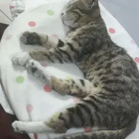 بچه گربه 2 ماه