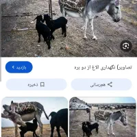 الاغ ماده3ساله