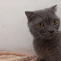 واگذاری گربهی ماده اسکاتیش بولو|گربه|پردیس, فاز ۳|دیوار