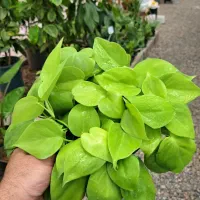 تشخیص و معرفی بهترین گیاه برای منزل و محل کار شما