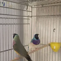 فنچ گلدین|پرنده|سیرجان, |دیوار