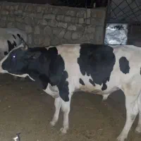 گوساله پروار|حیوانات مزرعه|کارزان, |دیوار