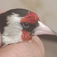 سهره سر سیاه