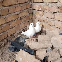 کبوتر|پرنده|بوئین زهرا, |دیوار