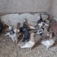 کبوتر بهبهونی|پرنده|شیراز, کرونی(خاتونک)|دیوار