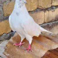 کبوتر|پرنده|شفت, |دیوار