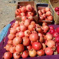 انار کوهستان شیرین وتازه