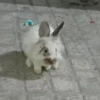 خرگوش لپ نر