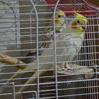 عروس هلندی|پرنده|تهران, شهرک محلاتی|دیوار