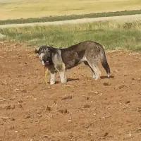 پژدر اصل توله کول کوله