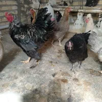 تخم مرغ نطفه دار از نژاد برهما هرعدد22000تومان|حیوانات مزرعه|نیریز, |دیوار