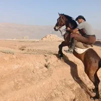 اسب  مادیان  فروش|اسب و تجهیزات اسب‌سواری|شیراز, کیان آباد|دیوار