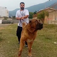 عقاب غول افغانی از معتبرترین نسل با استعلام|سگ|تهران, زعفرانیه|دیوار