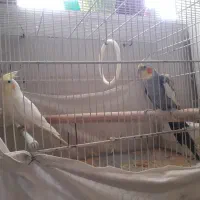 عروس هلندی نر و ماده
