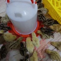 جوجه بلدرچین ۱ هفته ای