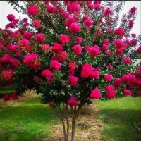 انواع نهال مرکبات و گل