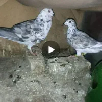 جفت کبوتر بزک سینه سفید|پرنده|شیراز, شیخ علی چوپان|دیوار