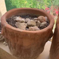 گل و گلدان|گل و گیاه طبیعی|جم, |دیوار